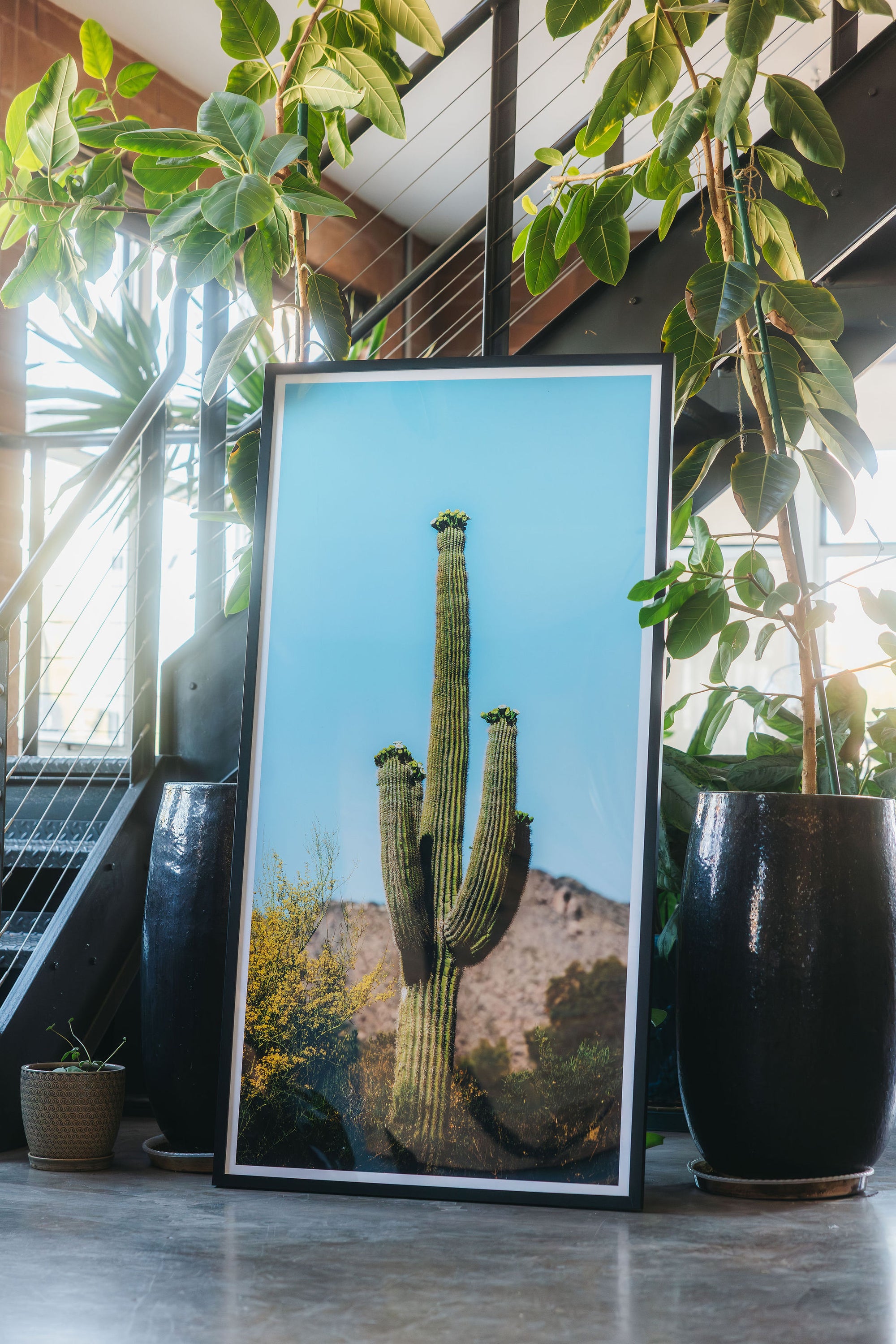 Rising Saguaro