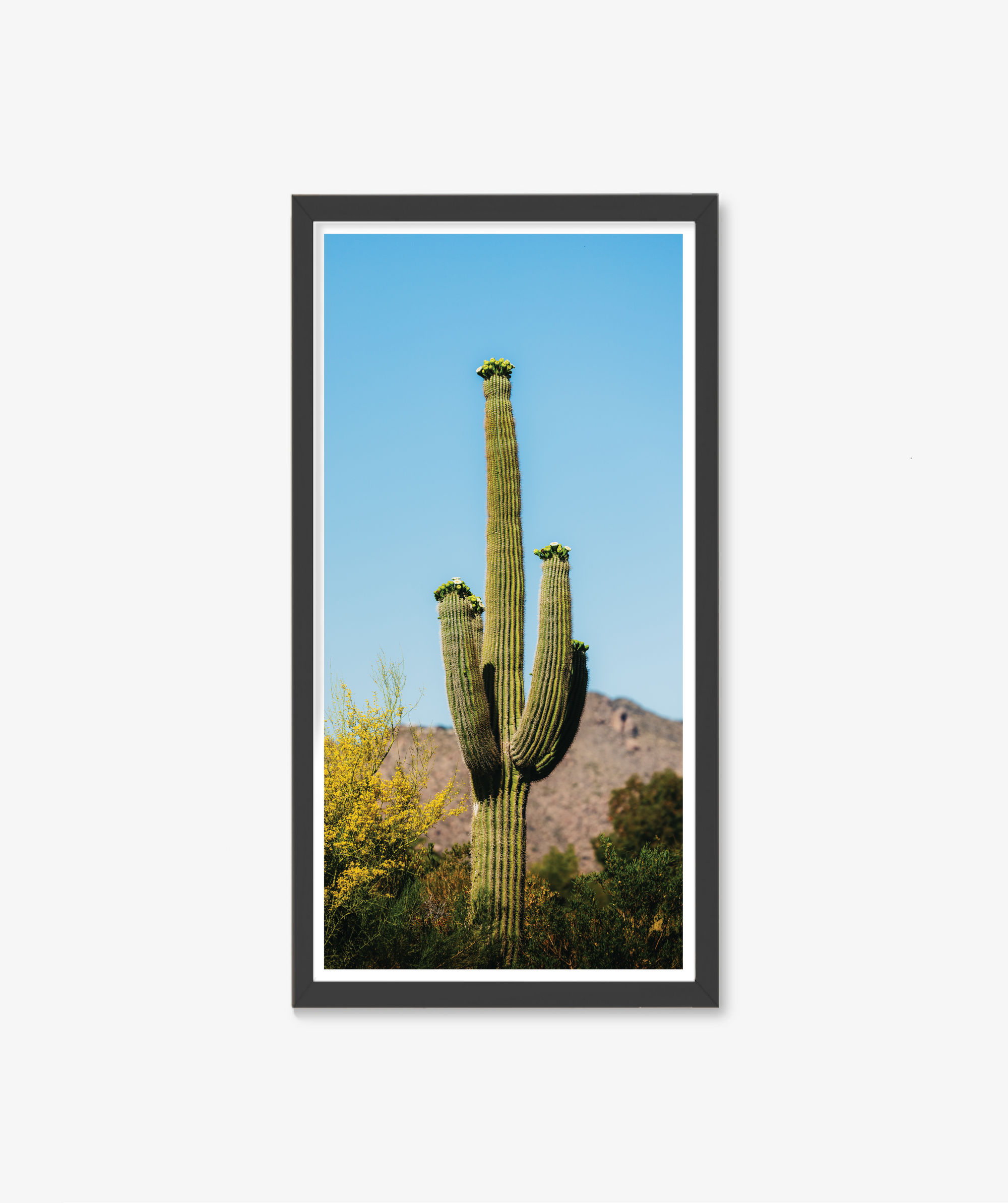 Rising Saguaro