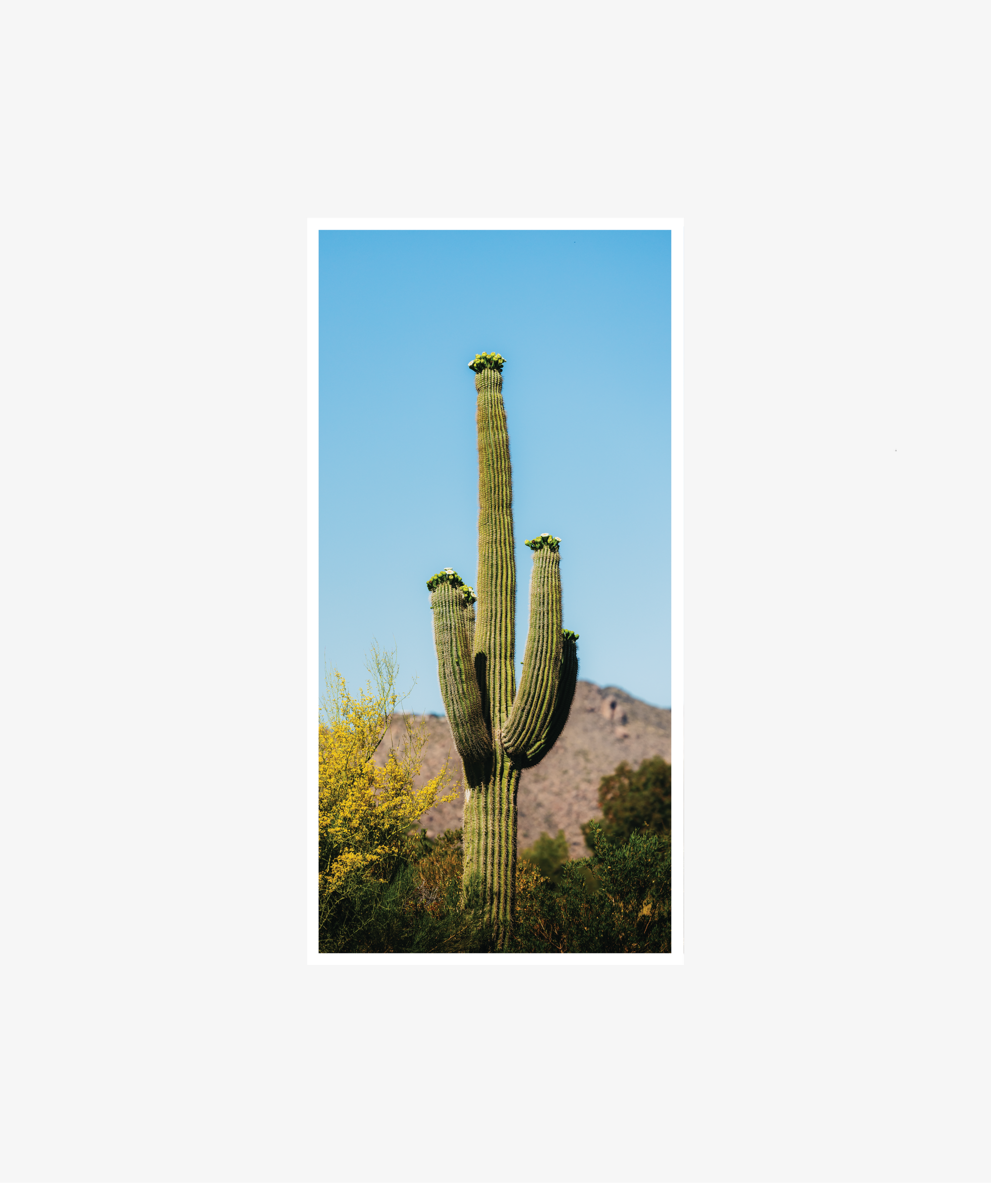 Rising Saguaro