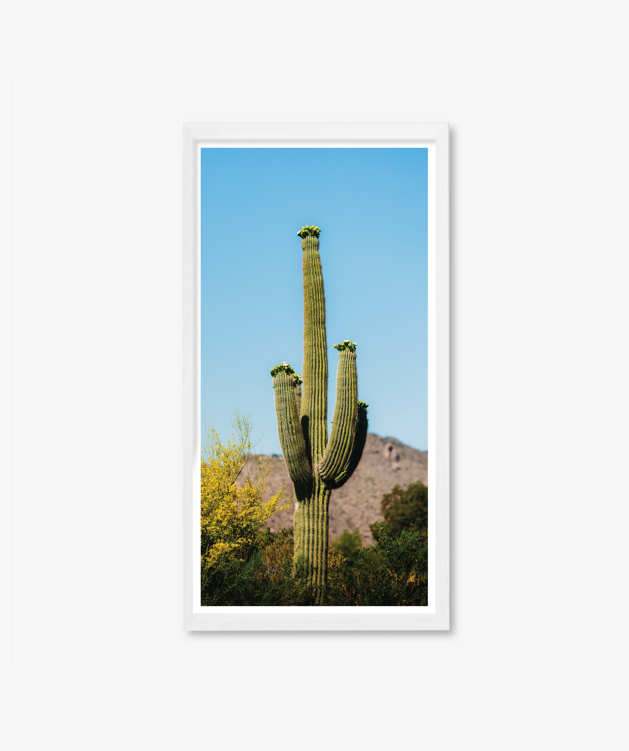 Rising Saguaro