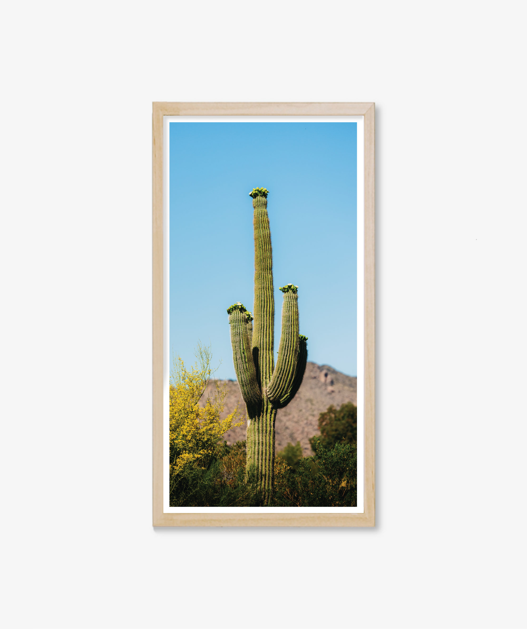 Rising Saguaro