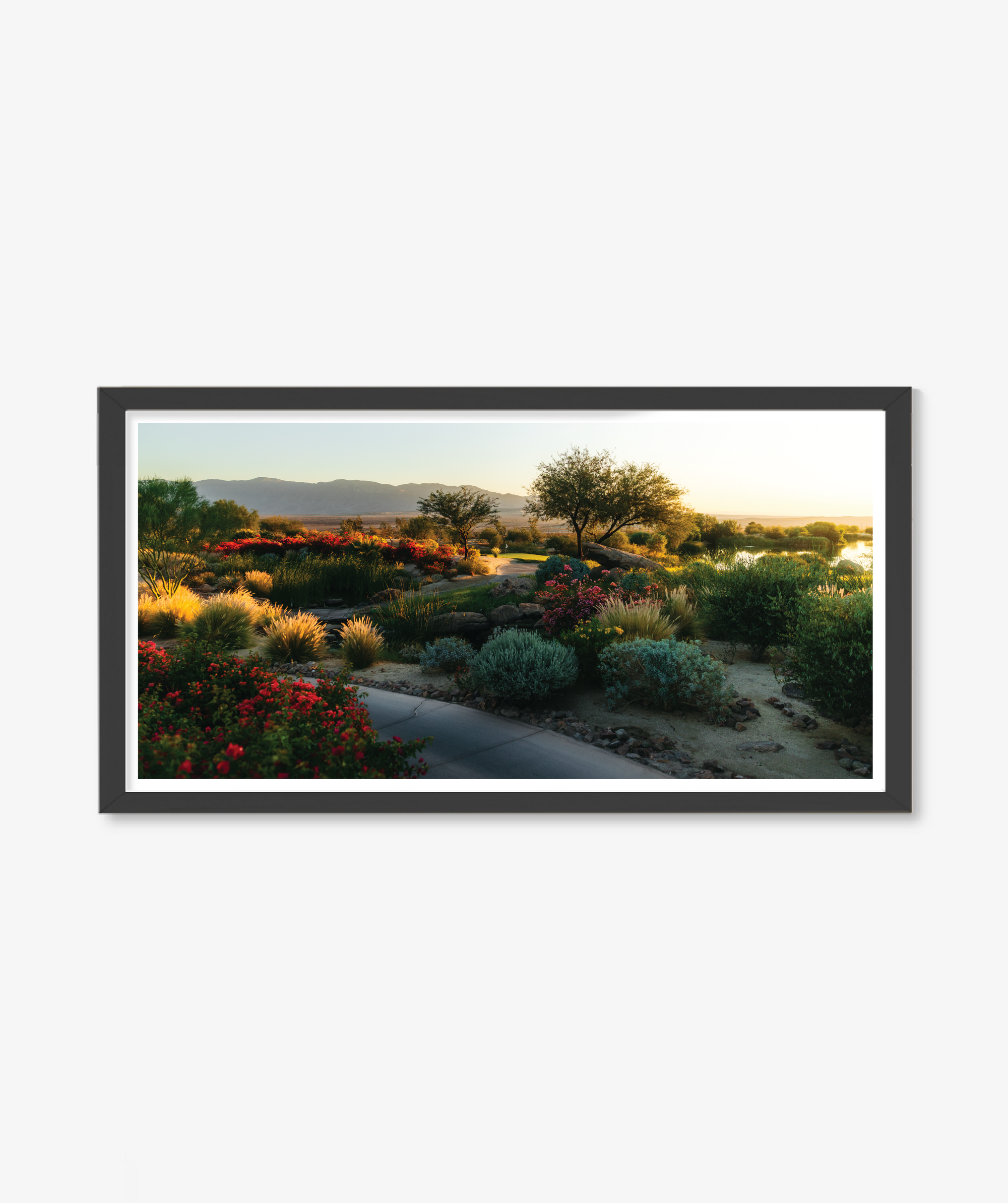 Desert Abundance
