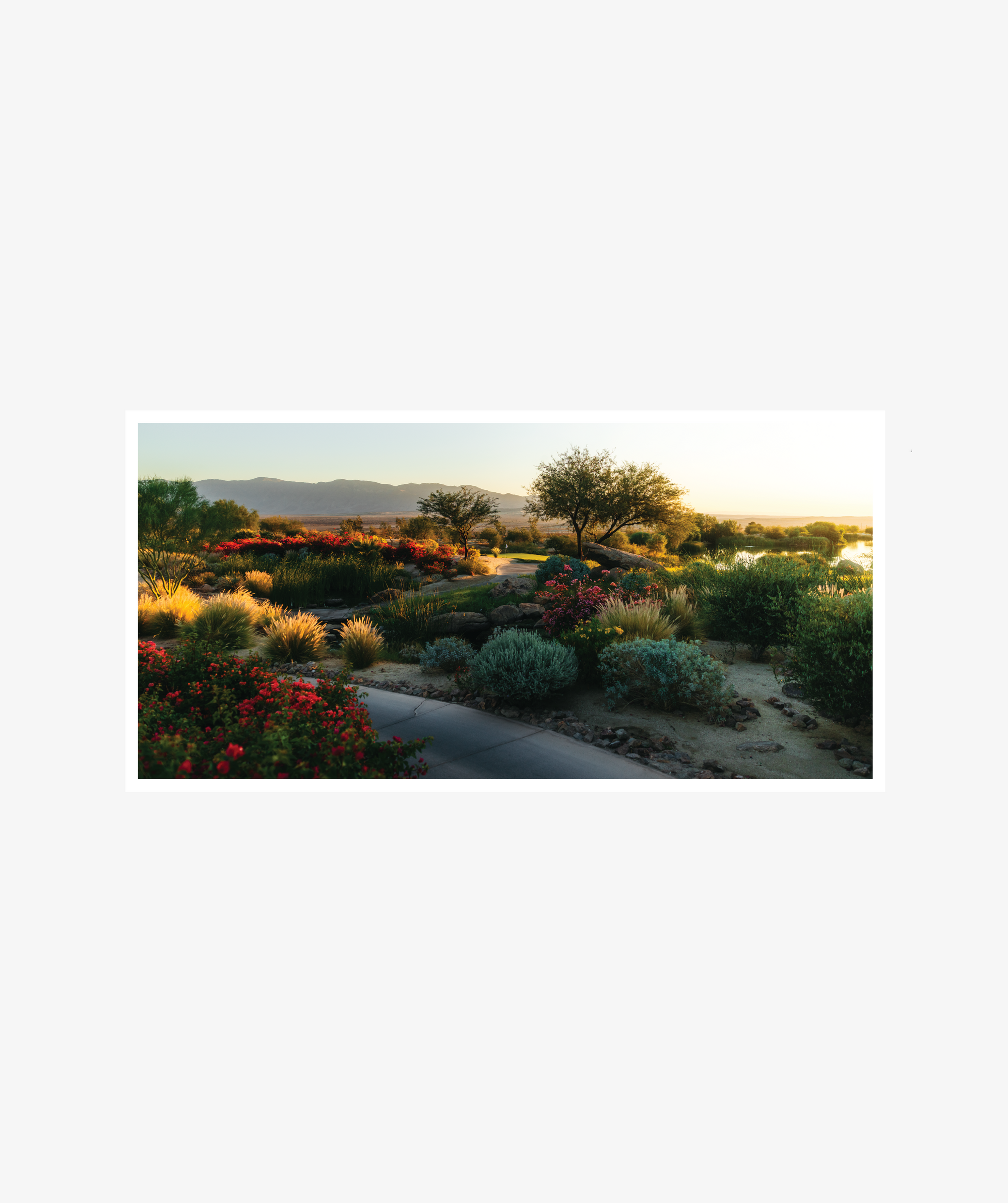 Desert Abundance