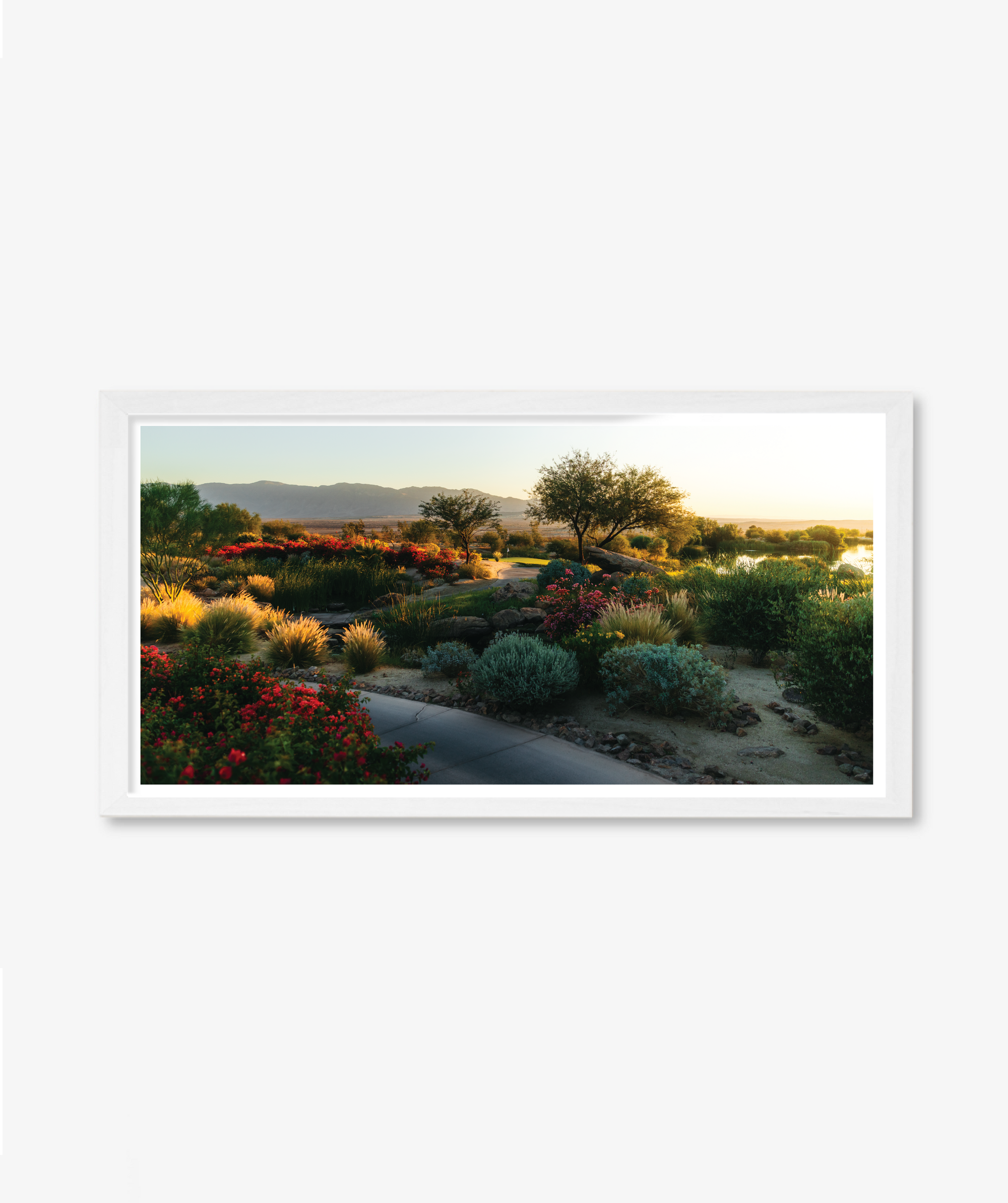 Desert Abundance