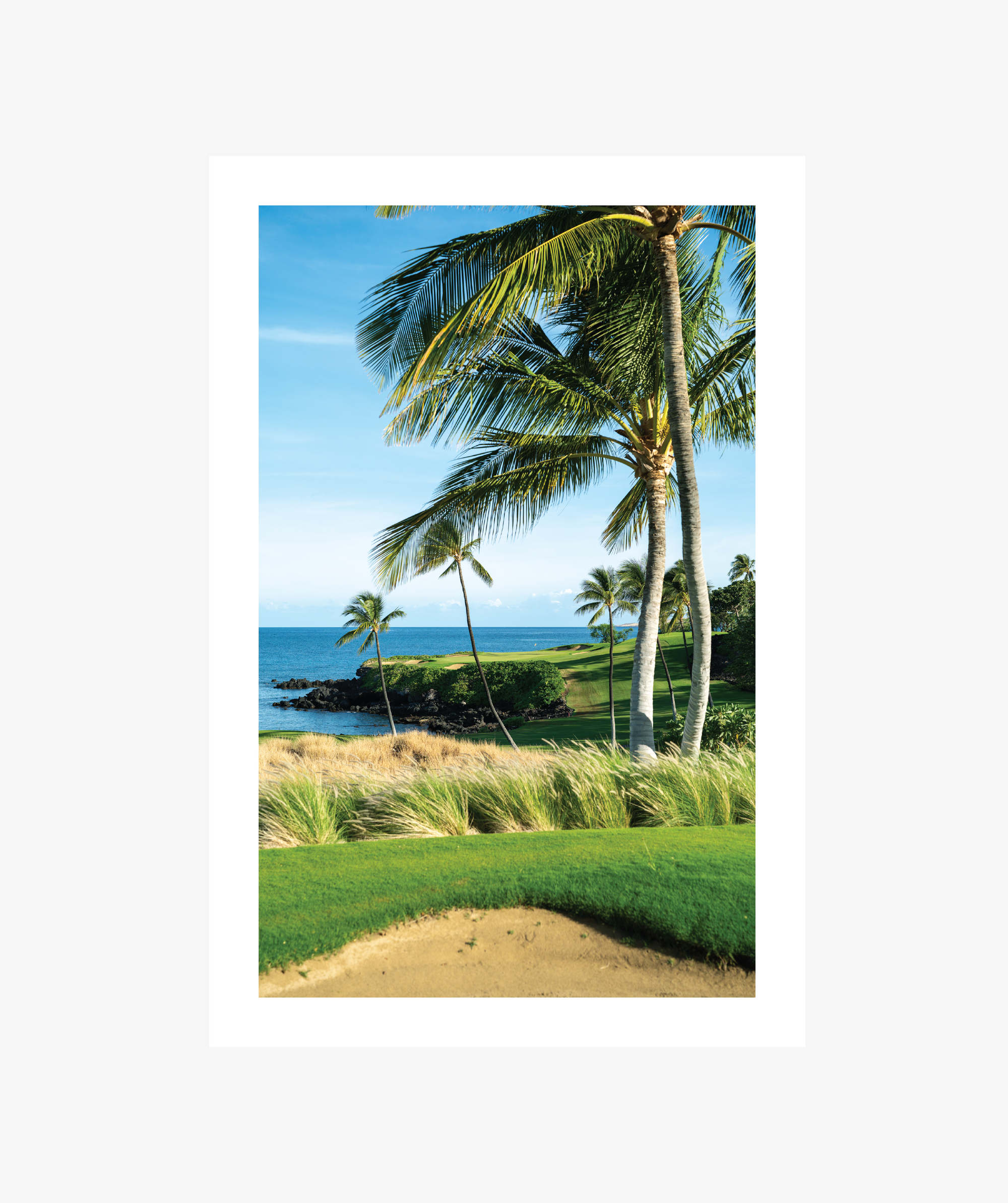 Palm + Sea