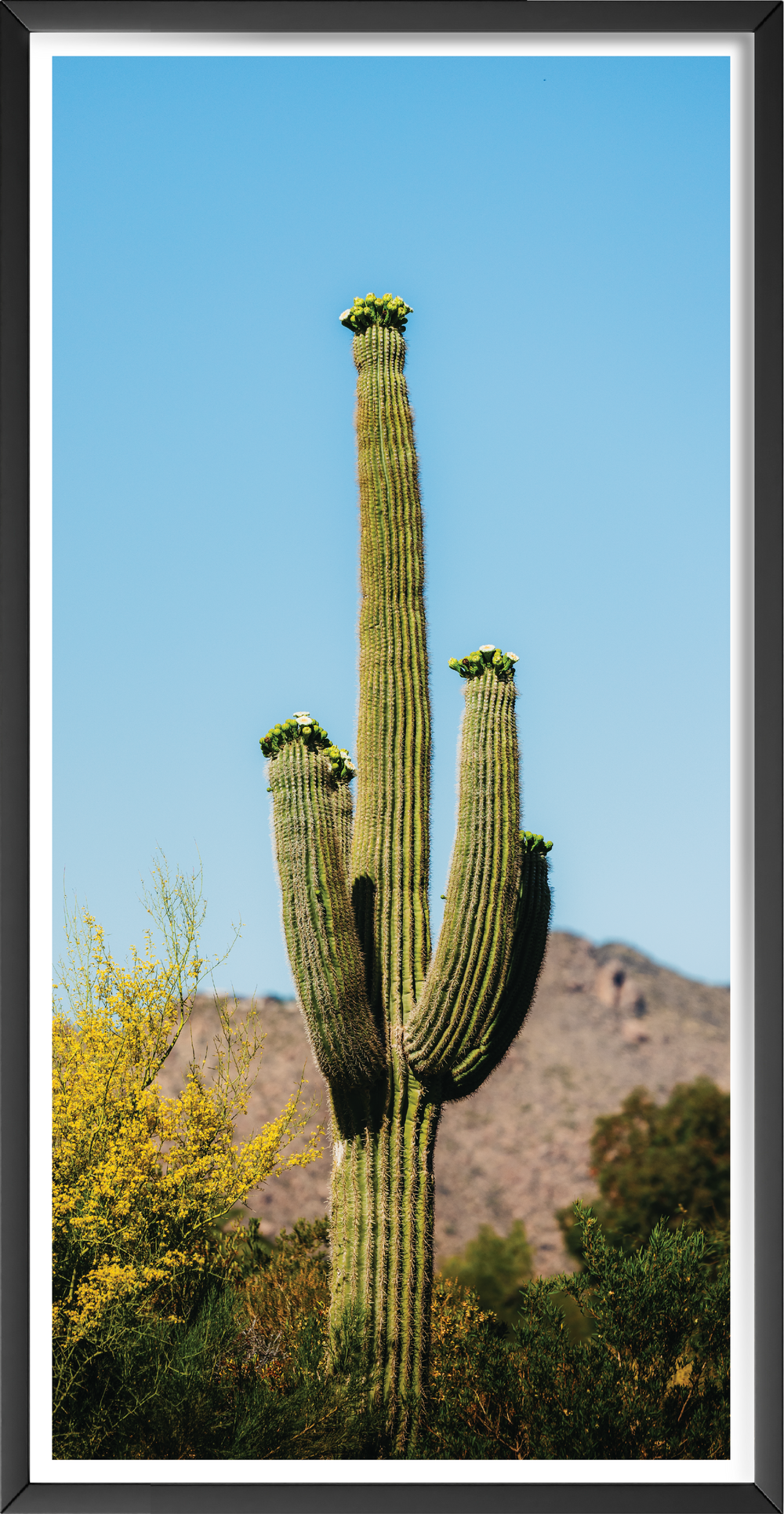 Rising Saguaro