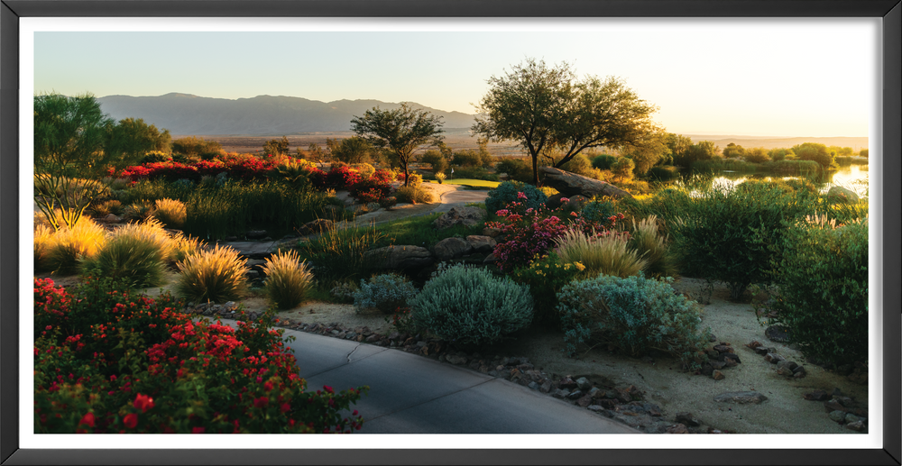 Desert Abundance
