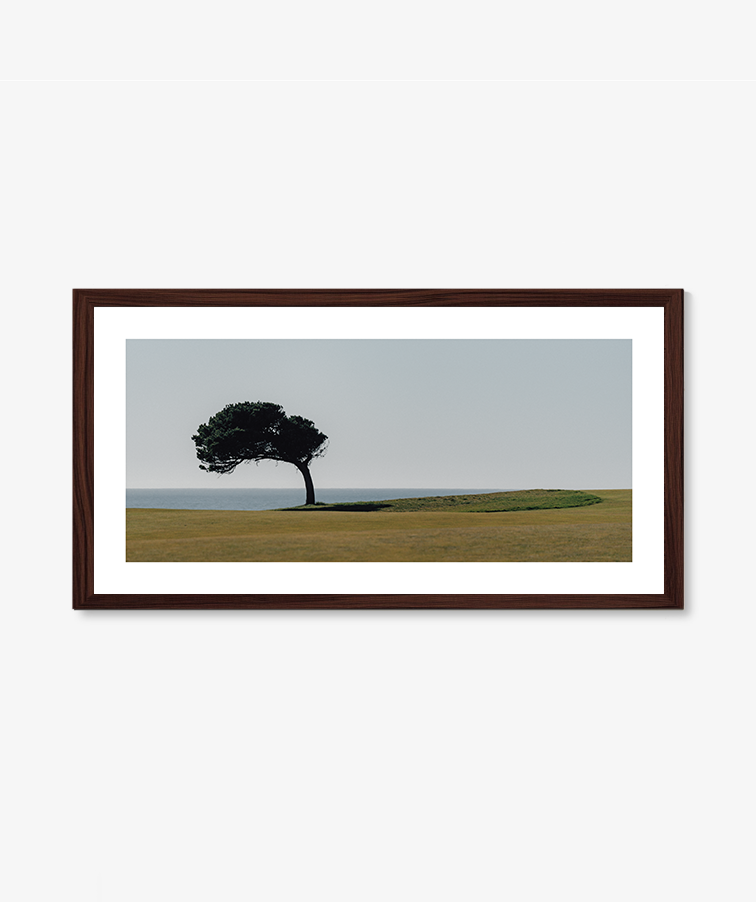 Root + Sky