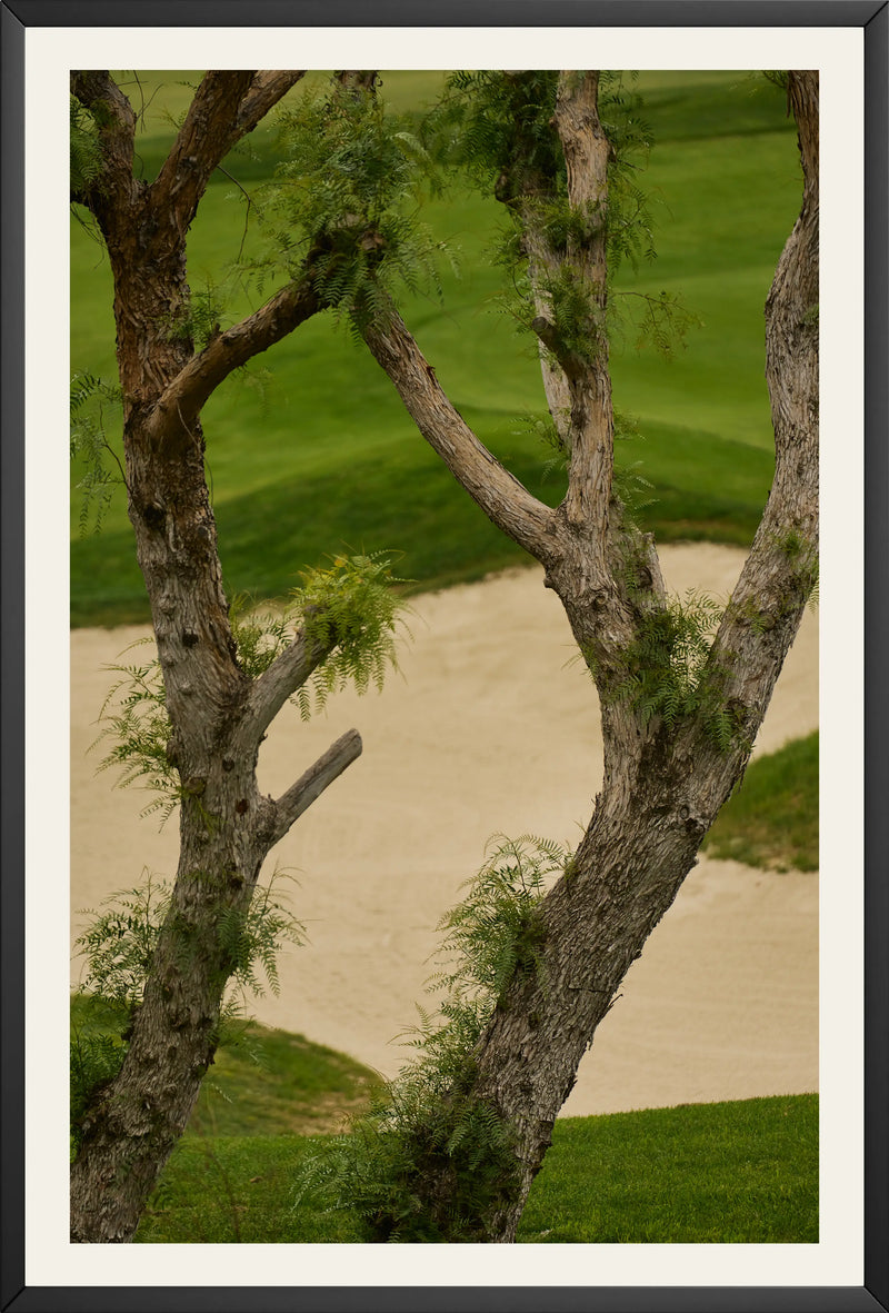 Through the Trees